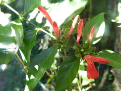 Justiciinae