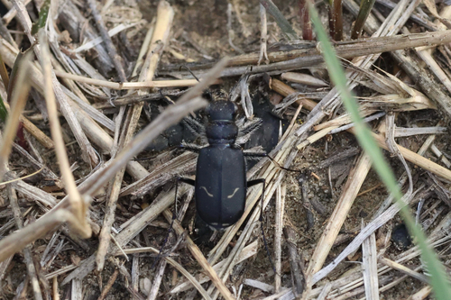 Purple Tiger Beetle