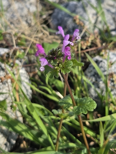 henbit deadnettle