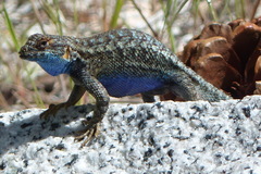 Sceloporus occidentalis taylori