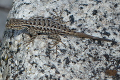 Sceloporus occidentalis taylori