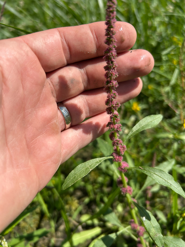 Amaranthus tuberculatus, photograph 5