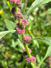 Amaranthus tuberculatus, photograph author not stated, no rights reserved