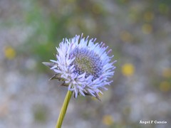 Tragopogon porrifolius