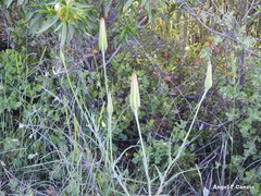 Tragopogon porrifolius