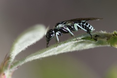 Pamphilius semicinctus