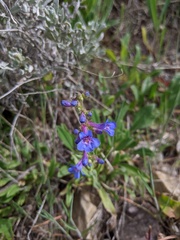 Penstemon humilis