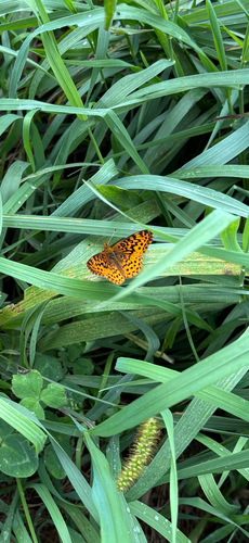 Meadow Fritillary