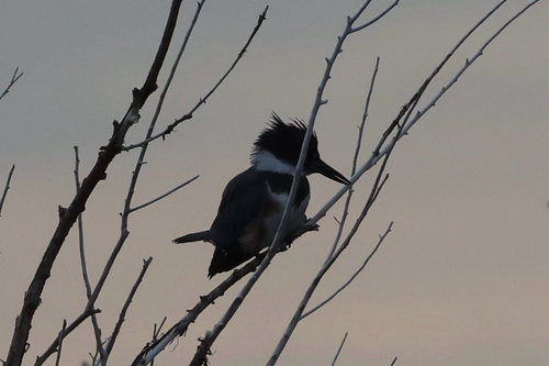 Belted Kingfisher