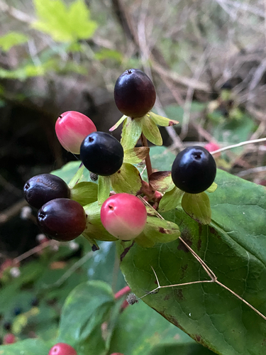 Tutsan