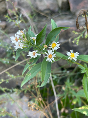 Symphyotrichum ontarionis, photograph author not stated, no rights reserved