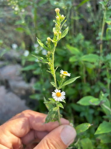 Symphyotrichum ontarionis, photograph 3