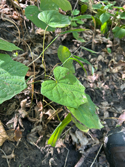 Menispermum canadense, photograph author not stated, no rights reserved