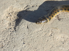 Helicops leopardinus