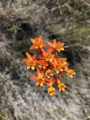 Asclepias lanceolata image