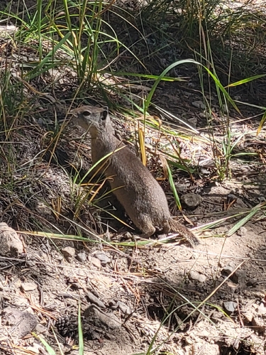 Belding's Ground Squirrel observed by debra53388