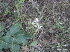 Ornithogalum baeticum