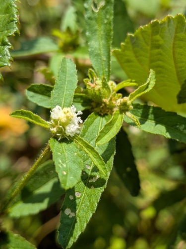 Croton glandulosus, photograph 5