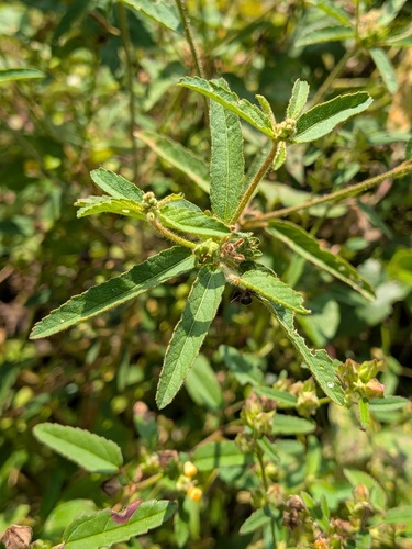 Croton glandulosus, photograph 6