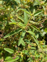 Croton glandulosus, photograph author not stated, no rights reserved