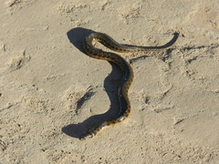 Helicops leopardinus