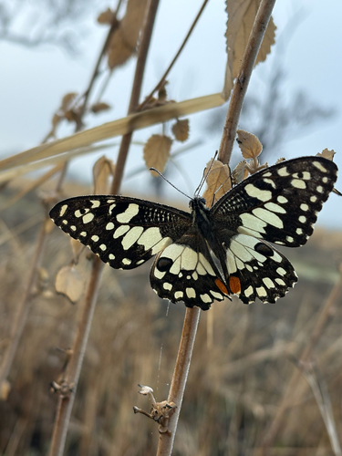Lime Swallowtail