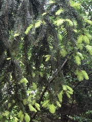 Picea abies