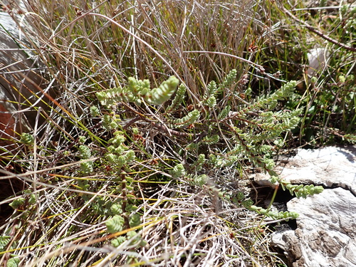 Pimelea actea, photograph 6