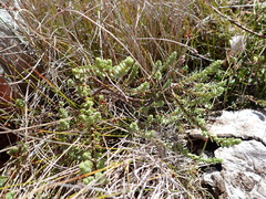 Pimelea actea, photograph (c) Arnim Littek, some rights reserved (CC BY)