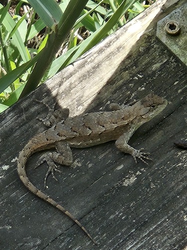 Prairie Lizard