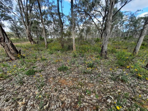 Xerochrysum viscosum, photograph 3