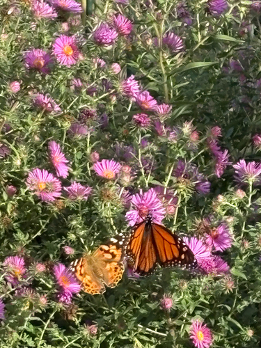 Monarch