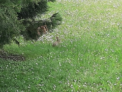 Oryctolagus cuniculus