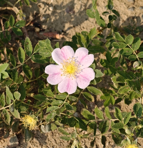 Rosa arkansana, photograph 5