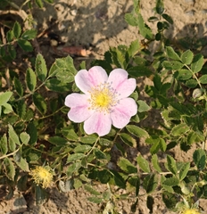 Rosa arkansana, photograph (c) Ansil B.R., some rights reserved (CC BY)