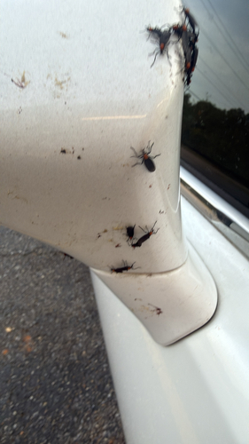 Common Lovebug