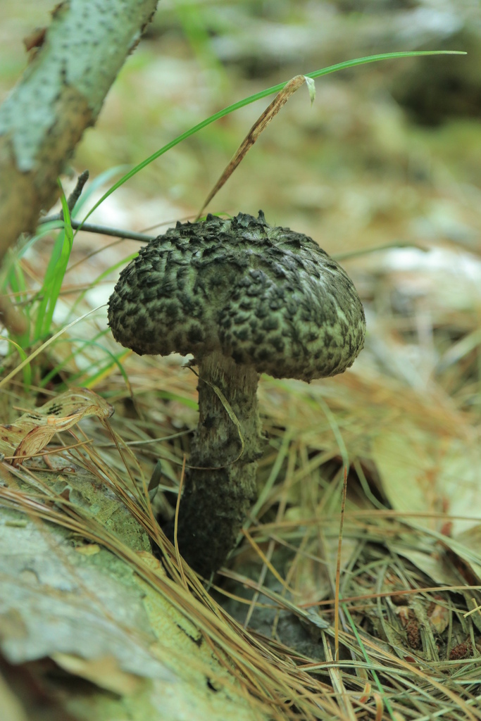 Old-man-of-the-woods · September 2026 · photo: Photo: (c) brett stevens, some rights reserved (CC BY-SA) · iNaturalist
