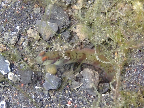 Amblyeleotris gymnocephala observed 2026-09-11
