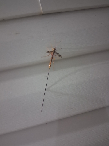 Long-tailed Giant Ichneumonid Wasp