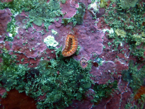 Monomyces rubrum