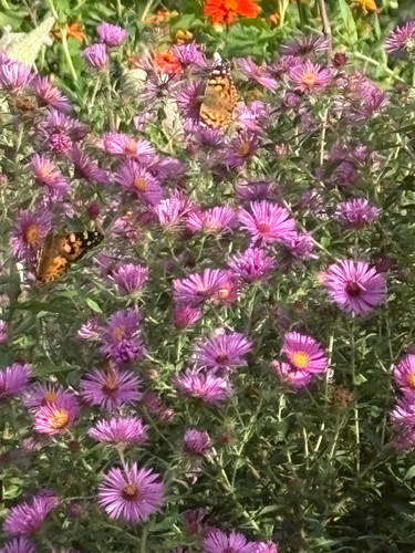 Painted Lady