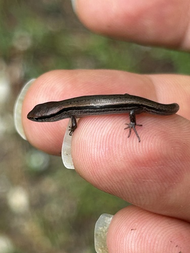 Little Brown Skink