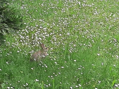 Oryctolagus cuniculus