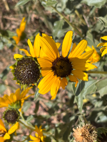 prairie sunflower