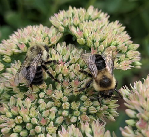 Common Eastern Bumble Bee