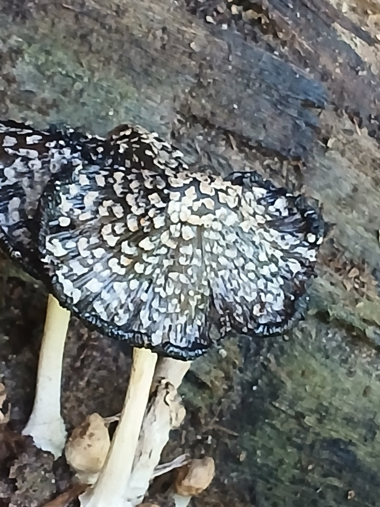 Magpie Inkcap · September 2026 · photo: Photo: (c) Rodrigo Osvaldo Borbon Vázquez, some rights reserved (CC BY) · iNaturalist