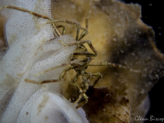 Ammothea hilgendorfi