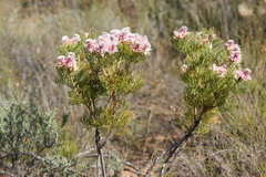 Serruria rosea