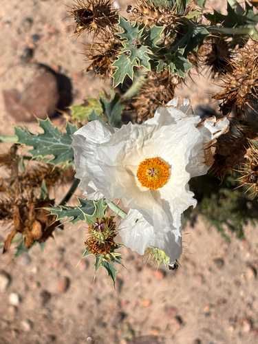 thistle poppy