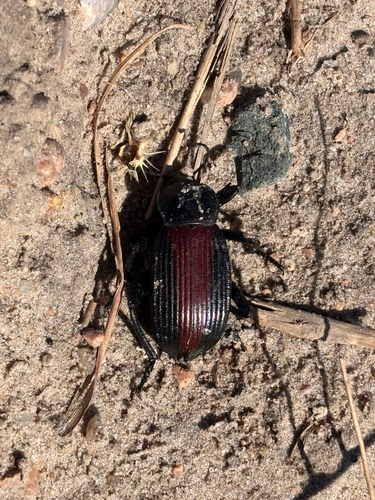 Eleodes acuta